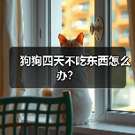 狗狗四天不吃东西怎么办？（图3）