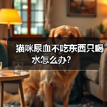 猫咪尿血不吃东西只喝水怎么办？（图2）