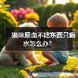 猫咪尿血不吃东西只喝水怎么办？（图3）