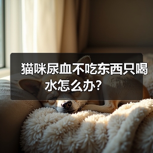 猫咪尿血不吃东西只喝水怎么办？（图4）