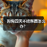 狗狗四天不吃东西怎么办？（图2）
