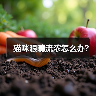 猫咪眼睛流浓怎么办？（图2）