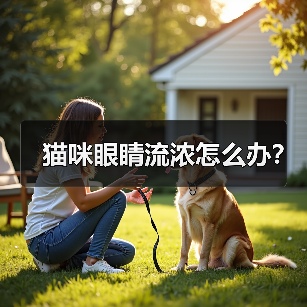 猫咪眼睛流浓怎么办？（图1）