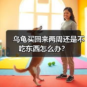 乌龟买回来两周还是不吃东西怎么办？（图3）