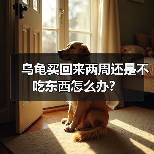 乌龟买回来两周还是不吃东西怎么办？（图1）