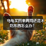 乌龟买回来两周还是不吃东西怎么办？（图4）