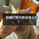 狗被打到内伤会怎么样？（图2）