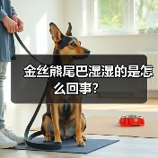 金丝熊尾巴湿湿的是怎么回事？（图2）