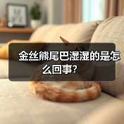 金丝熊尾巴湿湿的是怎么回事？（图1）