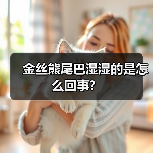 金丝熊尾巴湿湿的是怎么回事？（图4）