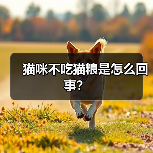 猫咪不吃猫粮是怎么回事？（图1）