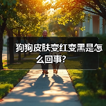 狗狗皮肤变红变黑是怎么回事？（图2）