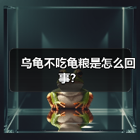 乌龟不吃龟粮是怎么回事？（图2）
