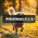 狗狗发烧呕吐怎么办？（图1）