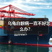 乌龟白眼病一直不好怎么办？（图1）