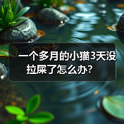 一个多月的小猫3天没拉屎了怎么办？（图3）