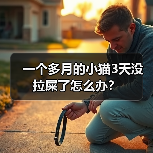 一个多月的小猫3天没拉屎了怎么办？（图4）