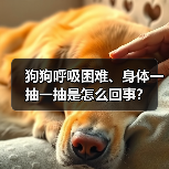 狗狗呼吸困难、身体一抽一抽是怎么回事？（图2）