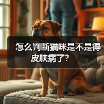 怎么判断猫咪是不是得皮肤病了？（图1）