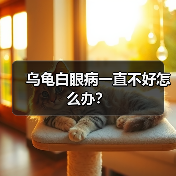 乌龟白眼病一直不好怎么办？（图3）
