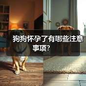 狗狗怀孕了有哪些注意事项？（图4）