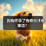 狗狗怀孕了有哪些注意事项？（图2）
