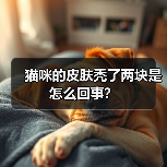 猫咪的皮肤秃了两块是怎么回事?(图4) 猫咪的皮肤秃了两块是怎么回事?(图4)