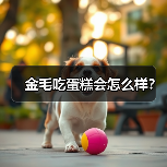金毛吃蛋糕会怎么样？（图4）