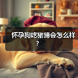 怀孕狗吃猪蹄会怎么样？（图1）