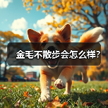 金毛不散步会怎么样？（图4）