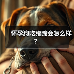 怀孕狗吃猪蹄会怎么样？（图2）