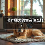 湖畔梗犬的智商怎么样？（图4）