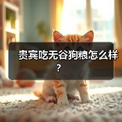 贵宾吃无谷狗粮怎么样？（图2）