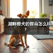 湖畔梗犬的智商怎么样？（图2）