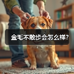 金毛不散步会怎么样？（图3）