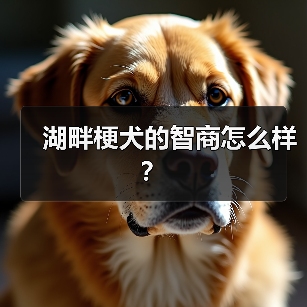 湖畔梗犬的智商怎么样？（图1）