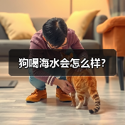 狗喝海水会怎么样？（图1）