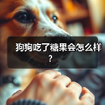 狗狗吃了糖果会怎么样？（图3）