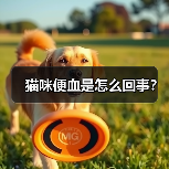 猫咪便血是怎么回事？（图4）