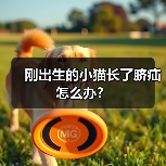 刚出生的小猫长了脐疝怎么办？（图4）