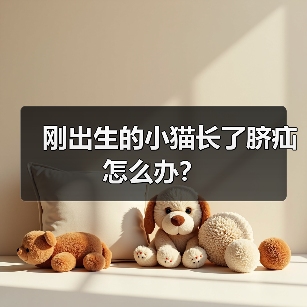 刚出生的小猫长了脐疝怎么办？（图2）