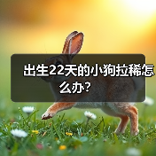 出生22天的小狗拉稀怎么办？（图3）