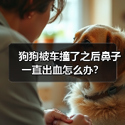 狗狗被车撞了之后鼻子一直出血怎么办？（图4）