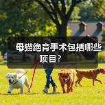 母猫绝育手术包括哪些项目？（图4）