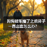 狗狗车祸鼻子出血原因与应对措施