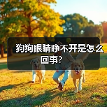 狗狗眼睛睁不开是怎么回事？（图2）