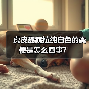 虎皮鹦鹉拉纯白色的粪便是怎么回事？（图2）