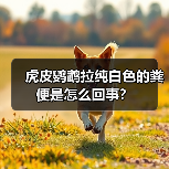 虎皮鹦鹉拉纯白色的粪便是怎么回事？（图4）
