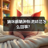 猫咪眼睛肿胀流脓是怎么回事？（图4）