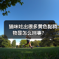 猫咪吐出很多黄色黏稠物是怎么回事？（图2）
